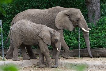 Elephants at the Zoo