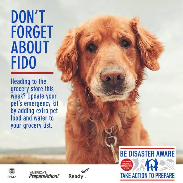 pet-preparedness-dont-forget-about-fido